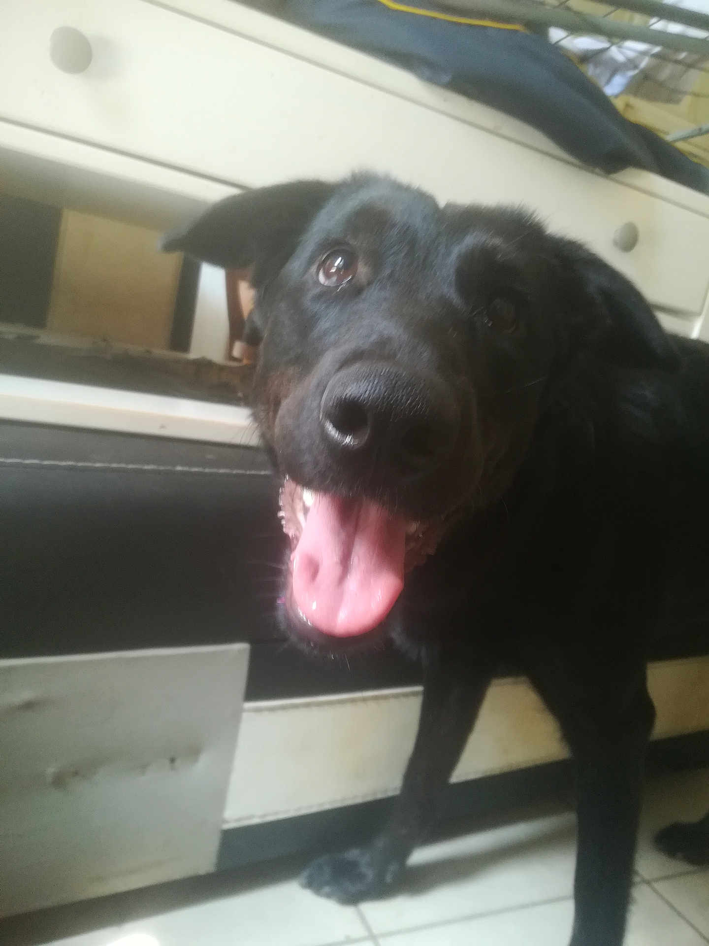 Vika participe au concours pour gagner de l'argent avec cette photo : dog, black_dog, tongue_out, indoor, kitchen, cabinet, tile_floor, pet, animal, canine, happy, close_up, standing, mouth_open, ears, fur, domestic_animal, house, floor, looking