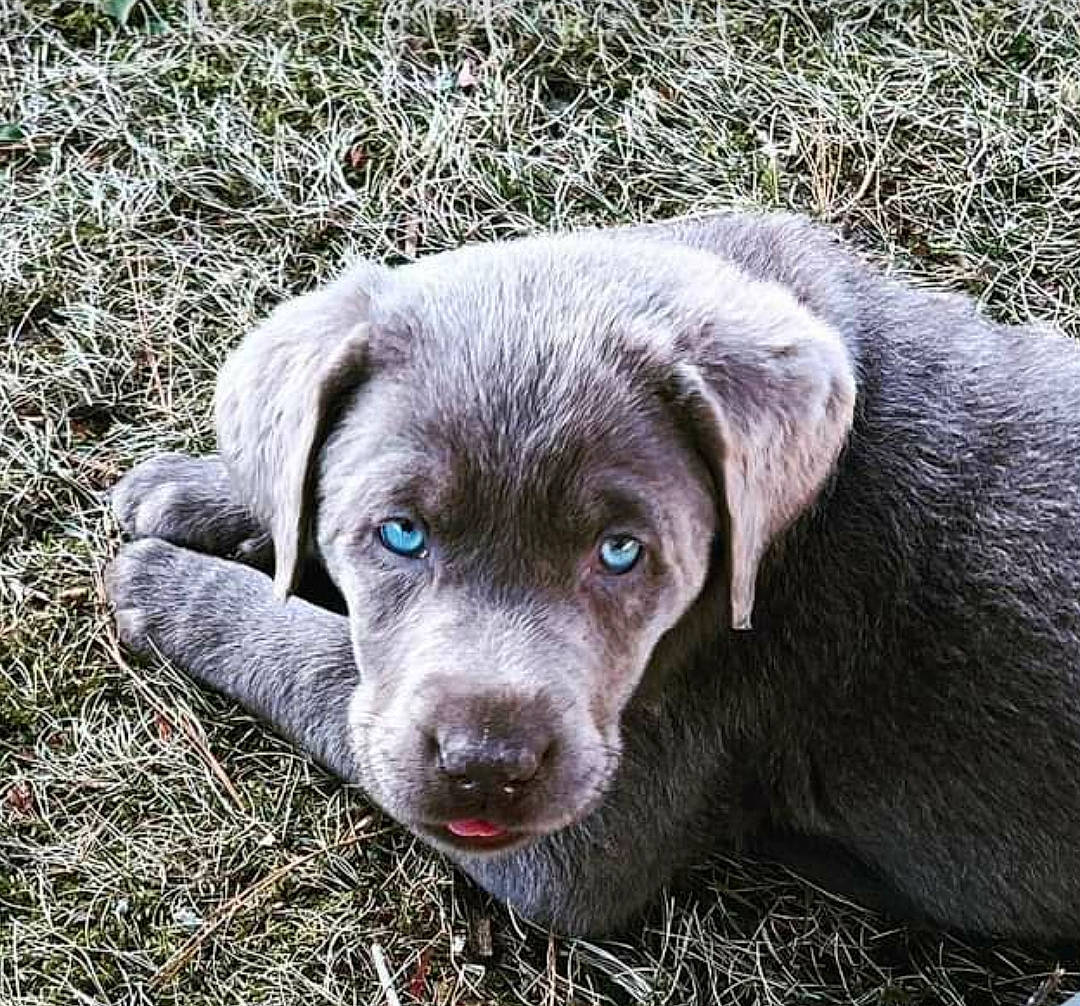 Maggie joined the competition — help win amazing prizes! borador, canidae, carnivore, companion_dog, dog, dog_breed, eye, fawn, fur, grass, gun_dog, liver, plant, snout, soil, sporting_group, street_dog, terrestrial_animal, whiskers, working_animal