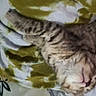 Tigger is registered to the contest to win money with this photo: person, cat, tabby_cat, sleeping, blanket, bed, cozy, indoor, resting, closeup, face, fur, striped, comfort, relaxation, human, animal, pet, home, snuggling