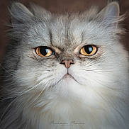 Bouboule participe au concours pour gagner de l'argent avec cette photo : cat, close_up, portrait, fluffy, gray, white, amber_eyes, whiskers, fur, pet, animal, face, serious, indoor, cute, feline, mammal, nose, ears, expression