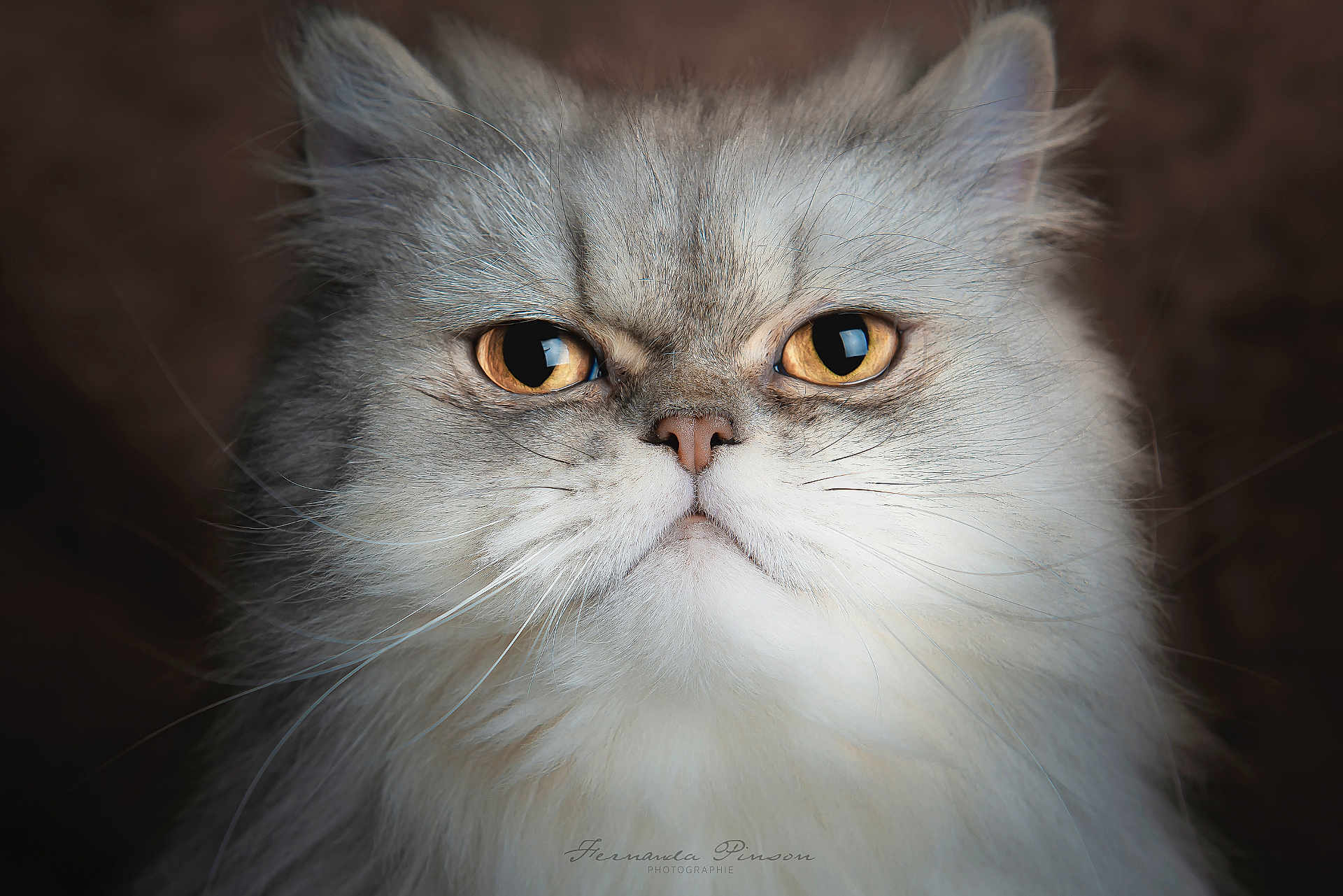 Bouboule participe au concours pour gagner de l'argent avec cette photo : cat, close_up, portrait, fluffy, gray, white, amber_eyes, whiskers, fur, pet, animal, face, serious, indoor, cute, feline, mammal, nose, ears, expression