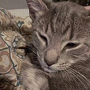 Tig Tig is registered to the contest to win money with this photo: animal, blanket, cat, close_up, cozy, cute, domestic_cat, ear, feline, fur, gray_tabby, indoor, nose, patterned_blanket, paw, pet, resting, sleepy, soft, whiskers