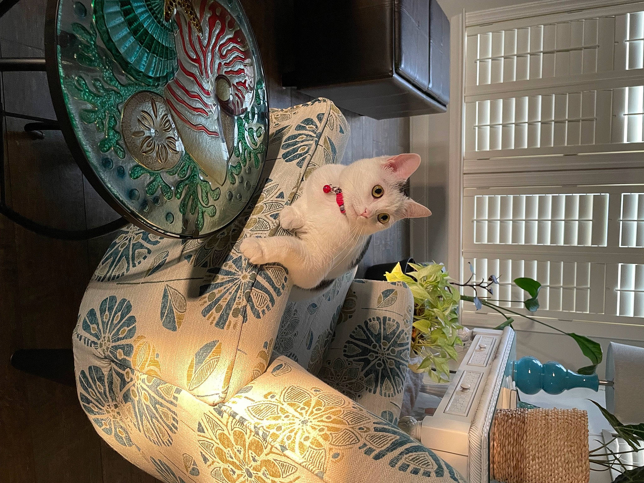 Keiko is registered to the contest to win money with this photo: art, artifact, building, ceramic, dishware, earthenware, felidae, glass, illustration, linens, metal, ornament, pattern, porcelain, pottery, room, serveware, visual_arts, whiskers, window