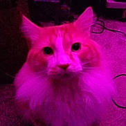 Boba is registered to the contest to win money with this photo: cat, fluffy, purple_light, indoor, carpet, pet, animal, feline, curious, mane, looking_up, dim_light, home, cable, furniture, orange_and_white, close_up, sitting, whiskers, ears