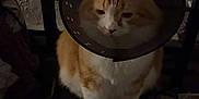 Boba is registered to the contest to win money with this photo: cat, orange_cat, white_cat, cone_collar, pet, animal, indoor, feline, sitting, cushion, dark, furniture, sad, cone, domestic_animal, pet_accessory, close_up, resting, household, lonely