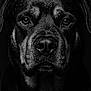 Pitch participe au concours pour gagner de l'argent avec cette photo : animal, black_and_white, canine, close_up, dark_background, detail, dog, expression, eyes, face, fur, headshot, muzzle, nose, pet, portrait, serious, studio_lighting, texture, whiskers
