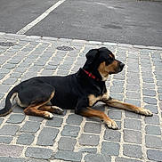 Pitch participe au concours pour gagner de l'argent avec cette photo : alert, animal, black_and_tan, calm, canine, cobblestone, collar, daylight, dog, lying_down, mammal, outdoor, parked_area, pavement, pet, quiet, resting, side_view, street, urban