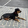 alert, animal, black_and_tan, calm, canine, cobblestone, collar, daylight, dog, lying_down, mammal, outdoor, parked_area, pavement, pet, quiet, resting, side_view, street, urban