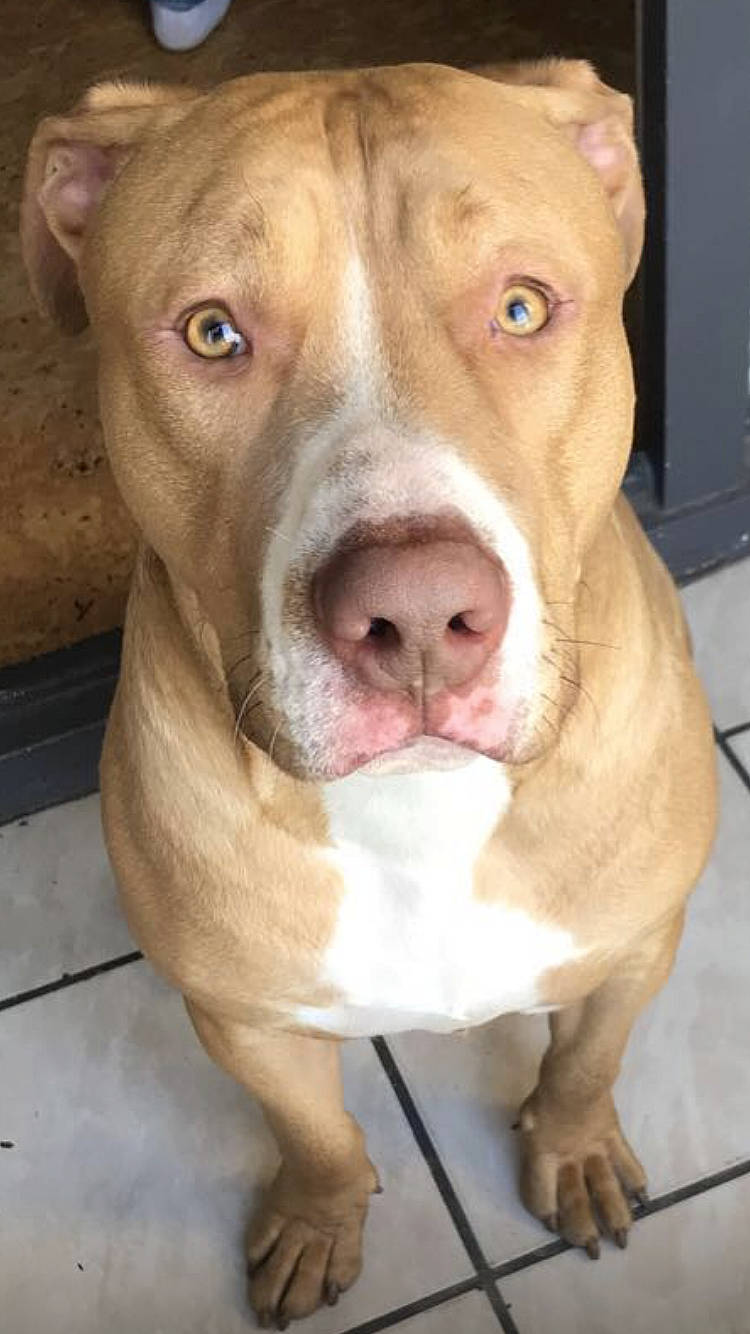 Rolex a rejoint le concours — aidez-le/la à gagner de superbes lots ! canidae, carnivore, companion_dog, dog, dog_breed, ear, fawn, fur, jaw, liver, non_sporting_group, pet_supply, photography, pleased, snout, sporting_group, whiskers, working_animal, working_dog, wrinkle