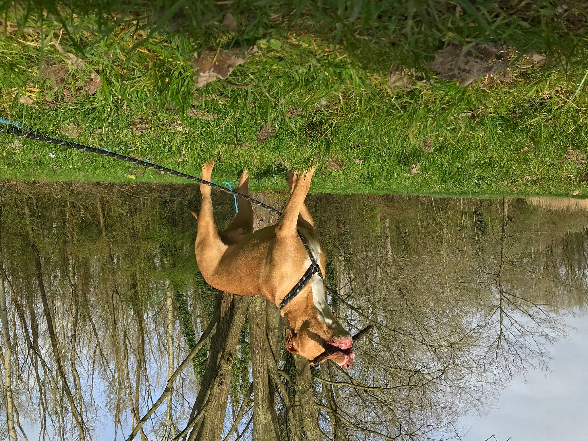 Rolex a rejoint le concours — aidez-le/la à gagner de superbes lots ! adventure, canidae, dog_breed, elbow, fawn, forest, grass, jungle, lake, leisure, people_in_nature, plant, recreation, reflection, sporting_group, tail, terrestrial_animal, tree, water, wildlife