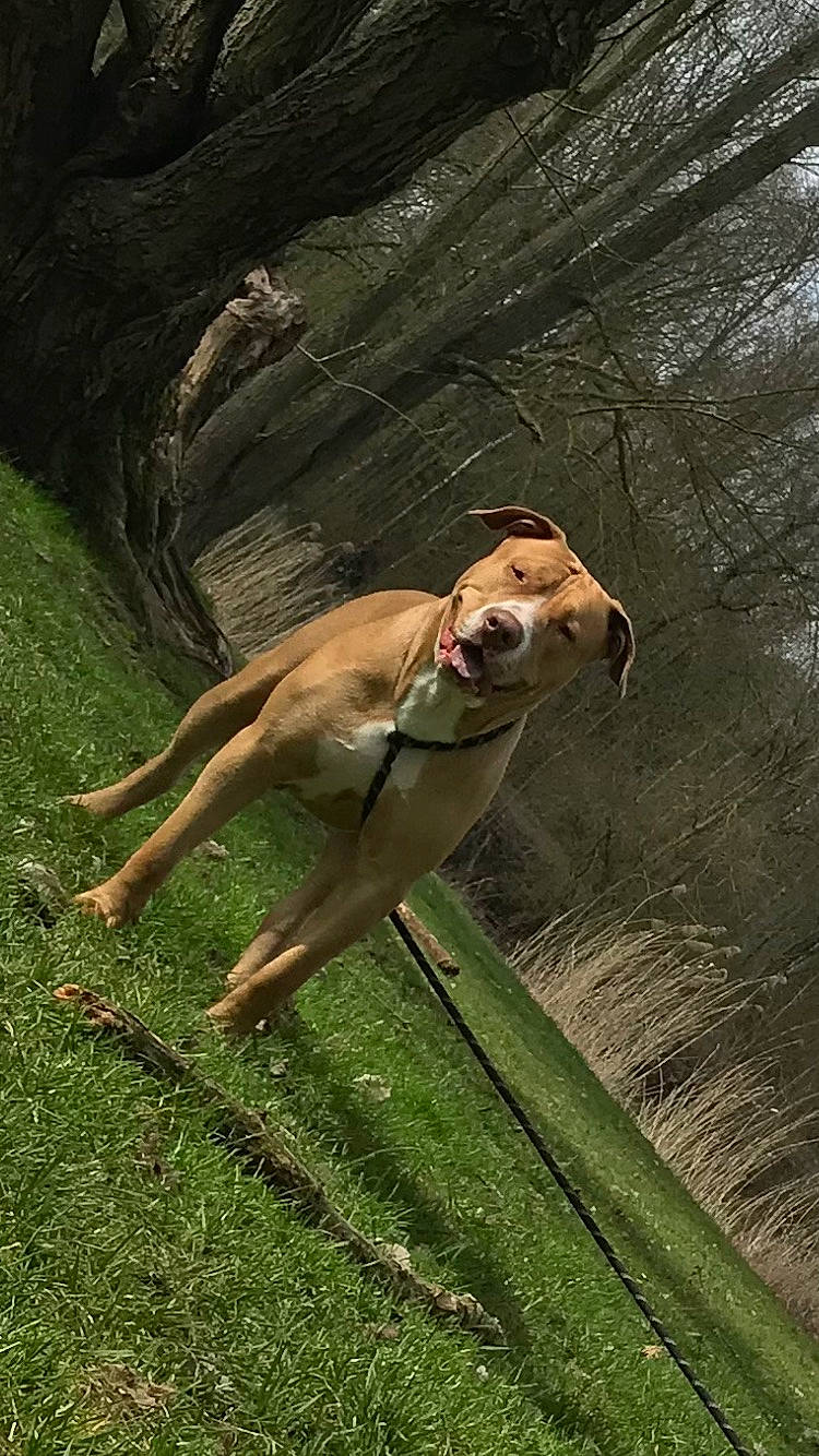 Rolex a rejoint le concours — aidez-le/la à gagner de superbes lots ! adventure, canidae, dog_breed, fawn, forest, grass, grassland, jungle, landscape, macaque, personal_protective_equipment, plant, recreation, soil, sporting_group, tail, terrestrial_animal, tree, wildlife, wood