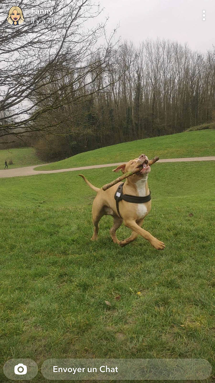 Rolex participe au concours pour gagner de l'argent avec cette photo : canidae, carnivore, chair, collar, companion_dog, dog, dog_breed, dog_supply, fawn, grass, grassland, leash, pasture, plant, sky, sporting_group, tail, tire, tree, working_dog