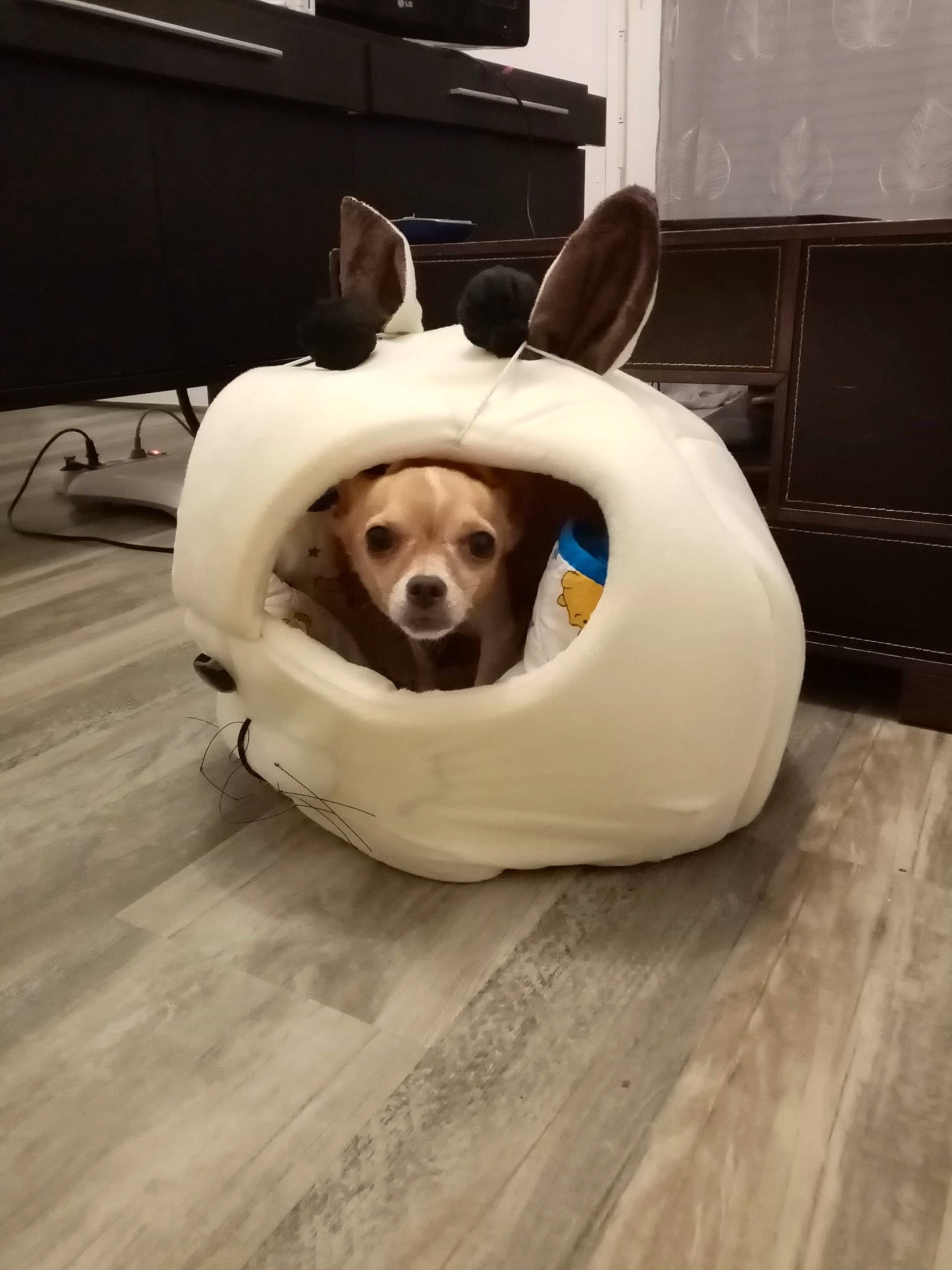 Idaho a rejoint le concours — aidez-le/la à gagner de superbes lots ! cabinetry, carnivore, dog_breed, drawer, floor, flooring, hardwood, laminate_flooring, plywood, snout, tooth, varnish, wood, wood_flooring, wood_stain