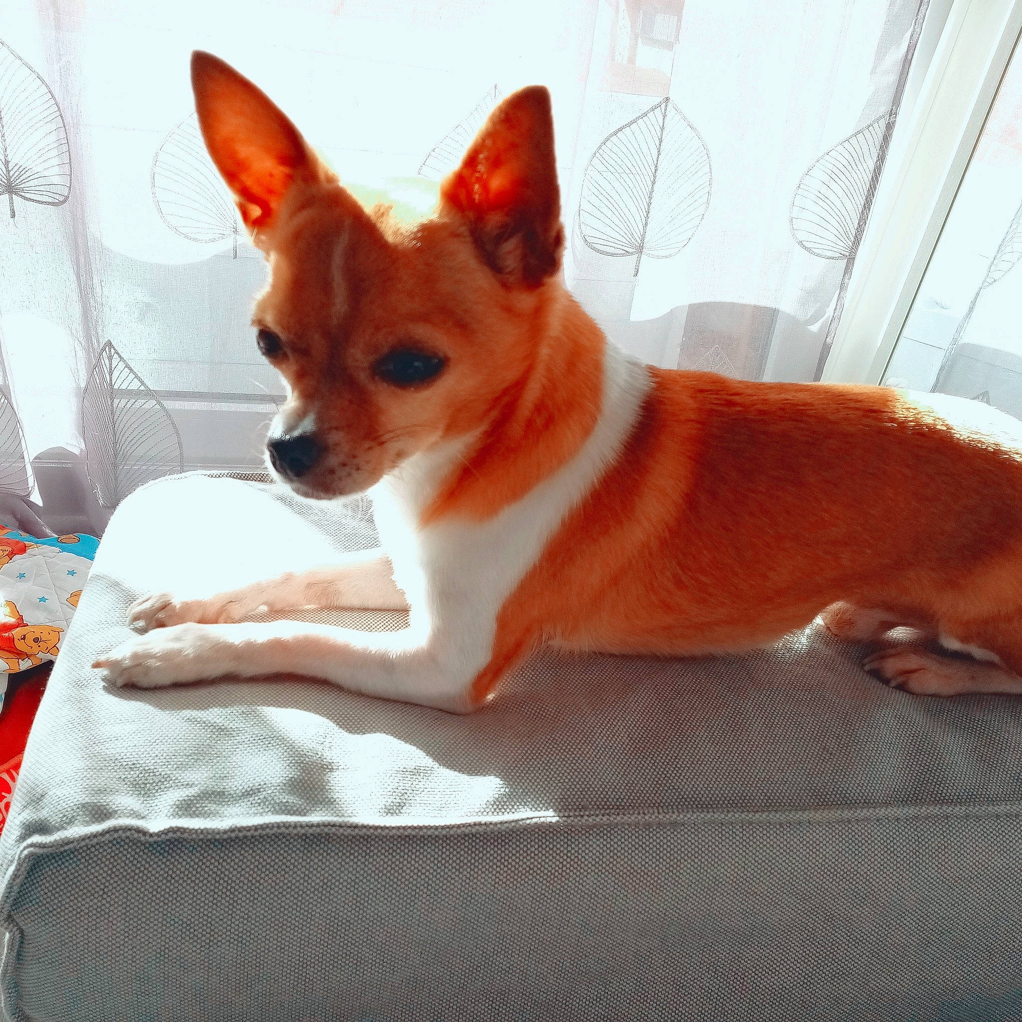 Idaho a rejoint le concours — aidez-le/la à gagner de superbes lots ! canidae, carnivore, chihuahua, companion_dog, dog, dog_breed, dog_supply, fawn, home_accessories, linens, liver, mammal, non_sporting_group, orange, snout, sporting_group, tan, toy_dog, vertebrate, working_animal