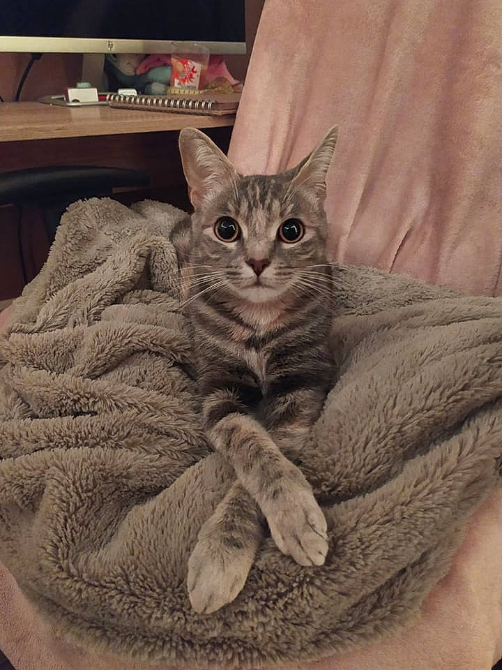 Sadja a rejoint le concours — aidez-le/la à gagner de superbes lots ! carnivore, cat, cat_bed, claw, comfort, domestic_short_haired_cat, ear, fawn, felidae, fur, gesture, grey, hand, paw, sitting, small_to_medium_sized_cats, snout, tail, whiskers, woolen