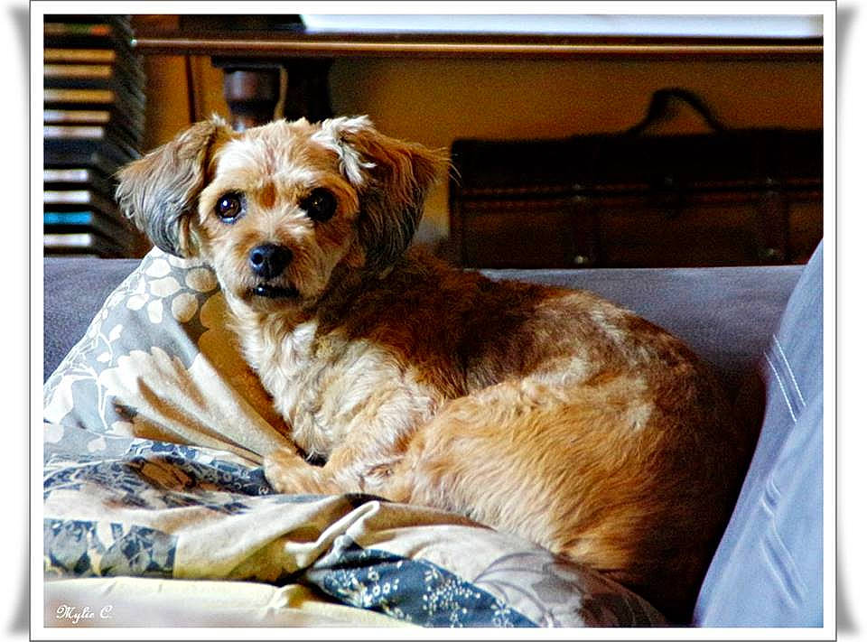 Dinky a rejoint le concours — aidez-le/la à gagner de superbes lots ! canidae, carnivore, cavachon, cavapoo, cockapoo, companion_dog, dog, dog_breed, mammal, morkie, photography, puppy, puppy_love, spaniel, sporting_group, terrier, yorkshire_terrier