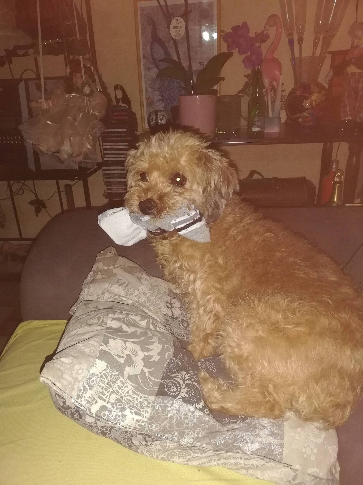 Dinky a rejoint le concours — aidez-le/la à gagner de superbes lots ! bolonka, canidae, carnivore, cavapoo, cockapoo, companion_dog, dog, dog_breed, goldendoodle, labradoodle, maltepoo, mammal, miniature_poodle, poodle, poodle_crossbreed, schnoodle, sporting_group, toy_dog, toy_poodle, vertebrate