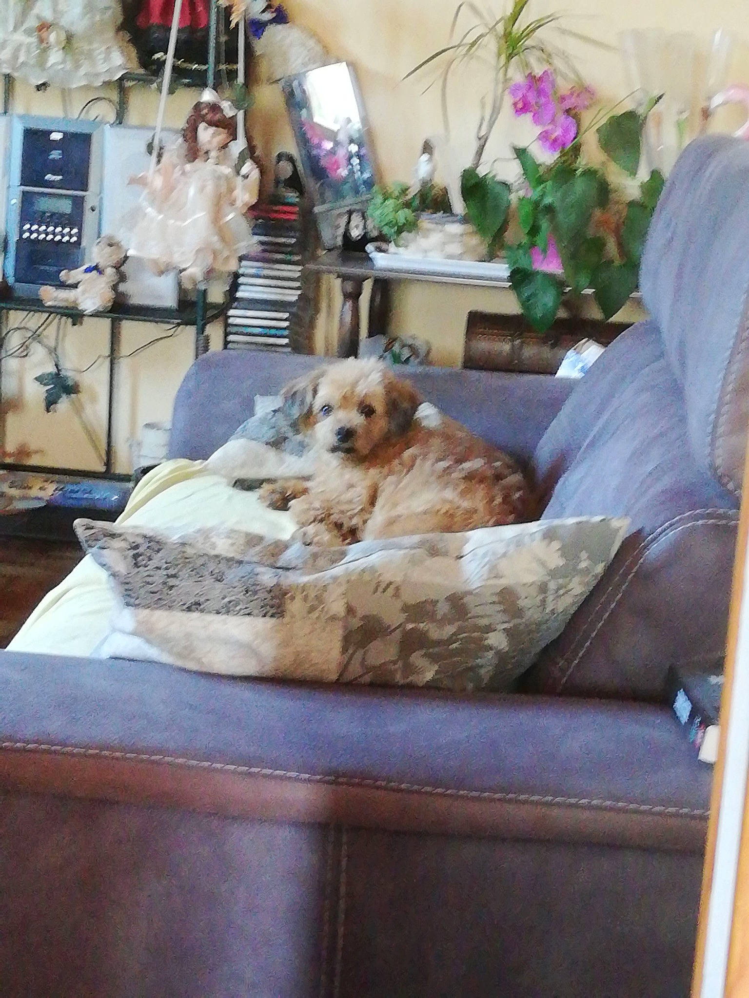 Dinky participe au concours pour gagner de l'argent avec cette photo : canidae, carnivore, cavachon, chair, companion_dog, couch, dog, dog_breed, furniture, home, morkie, puppy, shih_tzu, table, tibetan_terrier