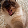 cat, close_up, selfie, fluffy, paw, yawning, meowing, face, whiskers, fur, indoor, patterned_background, playful, cute, pet, animal, domestic, brown, cream, feline