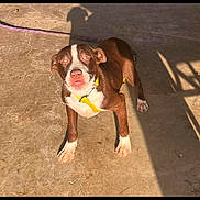 Sadie Mae is registered to the contest to win money with this photo: dog, brown, white, harness, leash, concrete, shadow, outdoor, pet, animal, canine, standing, sunlight, expression, ground, pavement, playful, young, looking_up, ears