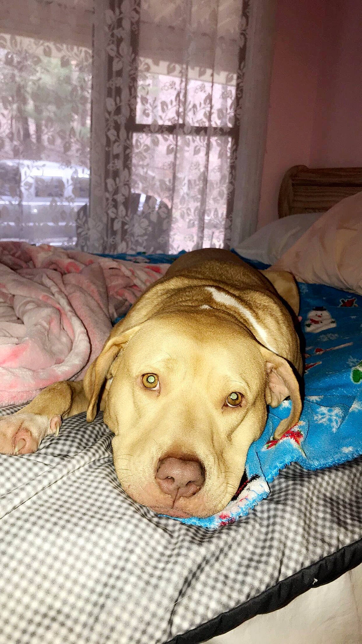 Cici joined the competition — help win amazing prizes! canidae, carnivore, chesapeake_bay_retriever, companion_dog, dog, dog_breed, fawn, labrador_retriever, pit_bull, pointing_breed, retriever, snout, sporting_group, vizsla, weimaraner