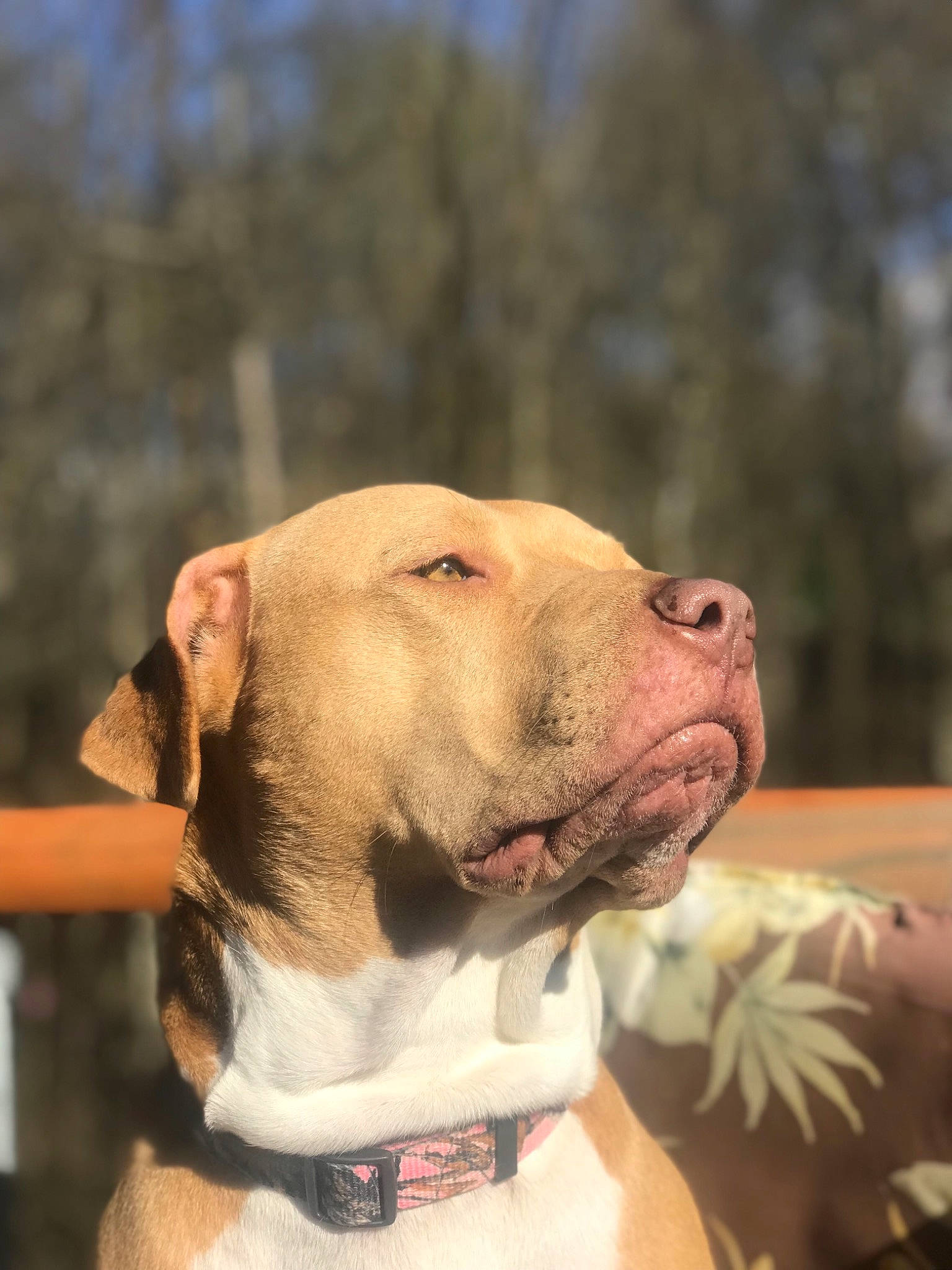 Cici is registered to the contest to win money with this photo: american_bulldog, american_pit_bull_terrier, american_staffordshire_terrier, bandog, bulldog, bully_kutta, canidae, carnivore, cordoba_fighting_dog, dog, dog_breed, dogo_argentino, fawn, mammal, non_sporting_group, pit_bull, rare_breed_dog, snout, sporting_group, vertebrate