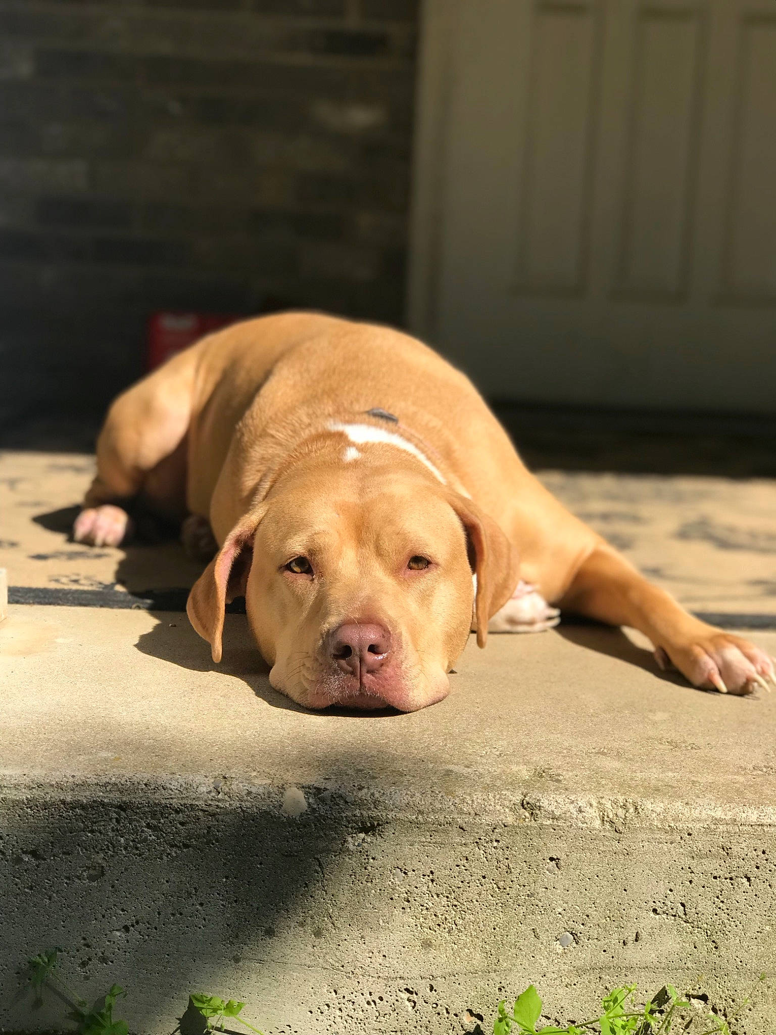 Cici joined the competition — help win amazing prizes! canidae, carnivore, dog, dog_breed, ear, fawn, labrador_retriever, mammal, nose, snout, sporting_group, vizsla