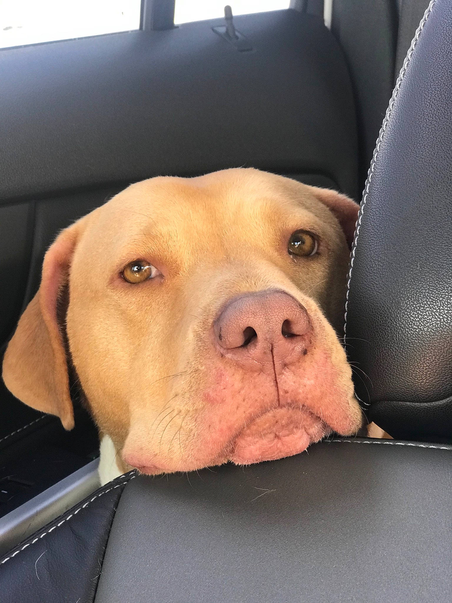 Cici joined the competition — help win amazing prizes! american_bulldog, american_pit_bull_terrier, bandog, canidae, carnivore, dog, dog_breed, ear, fawn, mammal, non_sporting_group, pit_bull, snout, sporting_group, vertebrate