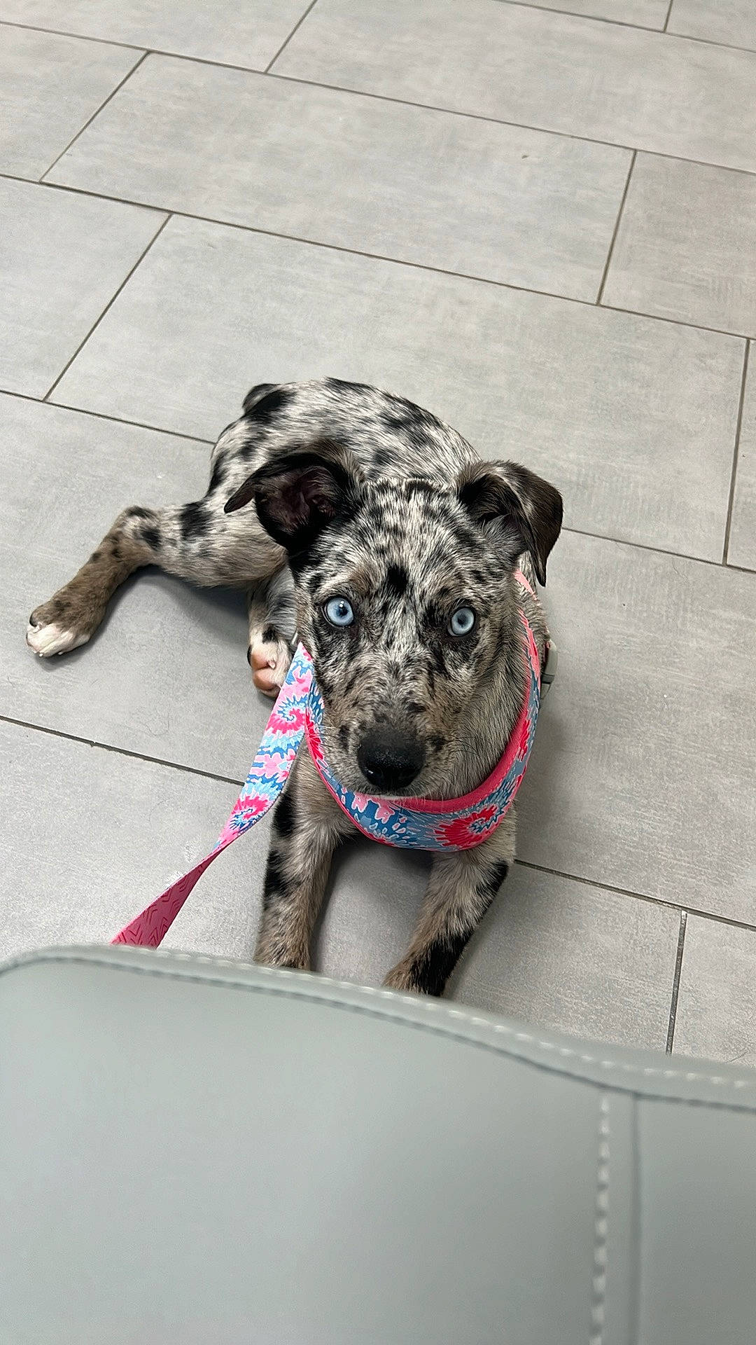 Xena joined the competition — help win amazing prizes! art, canidae, carnivore, collar, companion_dog, dog, dog_breed, dog_collar, foot, grey, human_leg, leash, metal, sculpture, snout, sporting_group, statue, street_dog, terrestrial_animal, working_animal