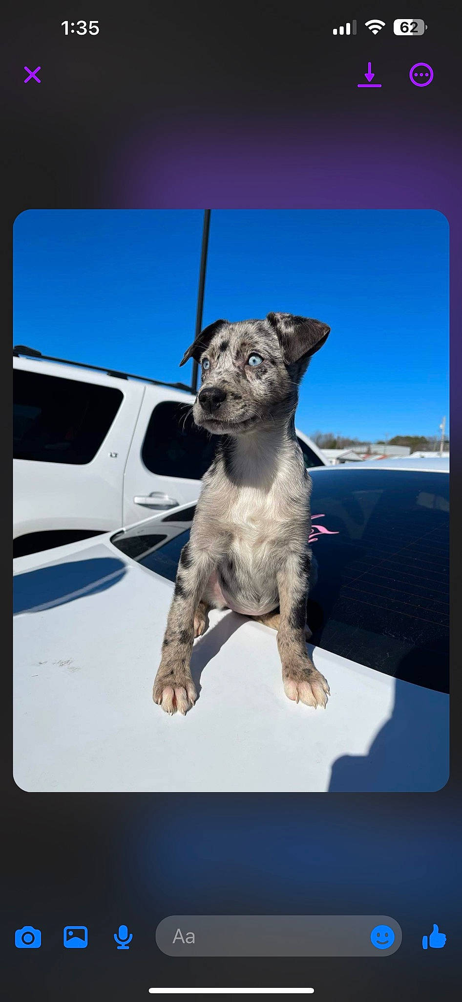 Xena is registered to the contest to win money with this photo: automotive_mirror, automotive_window_part, bumper, carnivore, collar, companion_dog, dog, dog_breed, dog_collar, electric_blue, fawn, grille, hood, pet_supply, rectangle, sky, snout, vehicle_door, windshield, working_animal