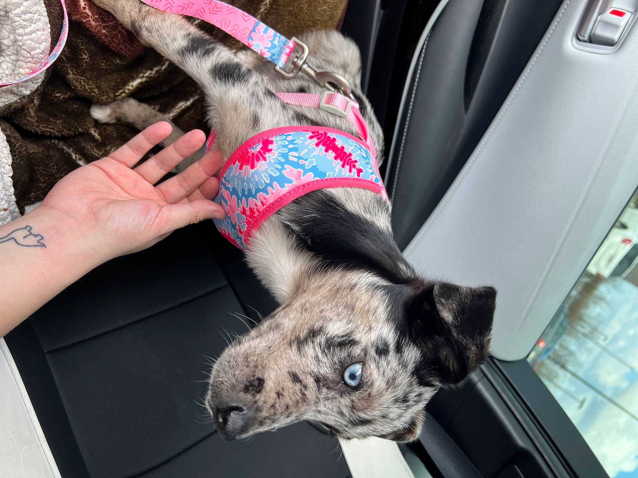 Xena is registered to the contest to win money with this photo: bracelet, canidae, carnivore, companion_dog, dog, dog_breed, fawn, felidae, fur, human_leg, nail, sleeve, snout, sporting_group, tail, thigh, vehicle_door, whiskers, working_animal, wrist