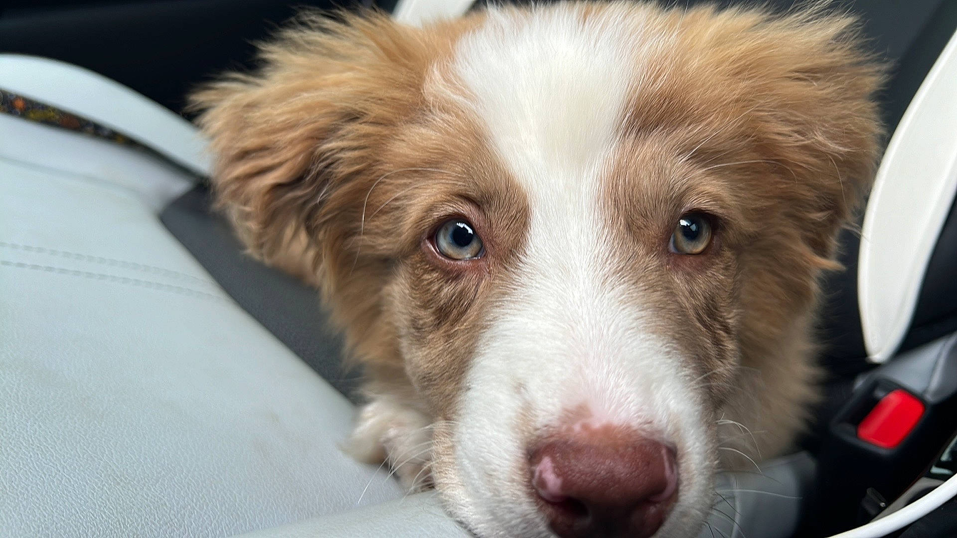 Ellie joined the competition — help win amazing prizes! australian_collie, border_collie, bored, canidae, carnivore, companion_dog, dog, dog_breed, eye, fur, gun_dog, herding_dog, liver, sporting_group, whiskers, working_animal, working_dog