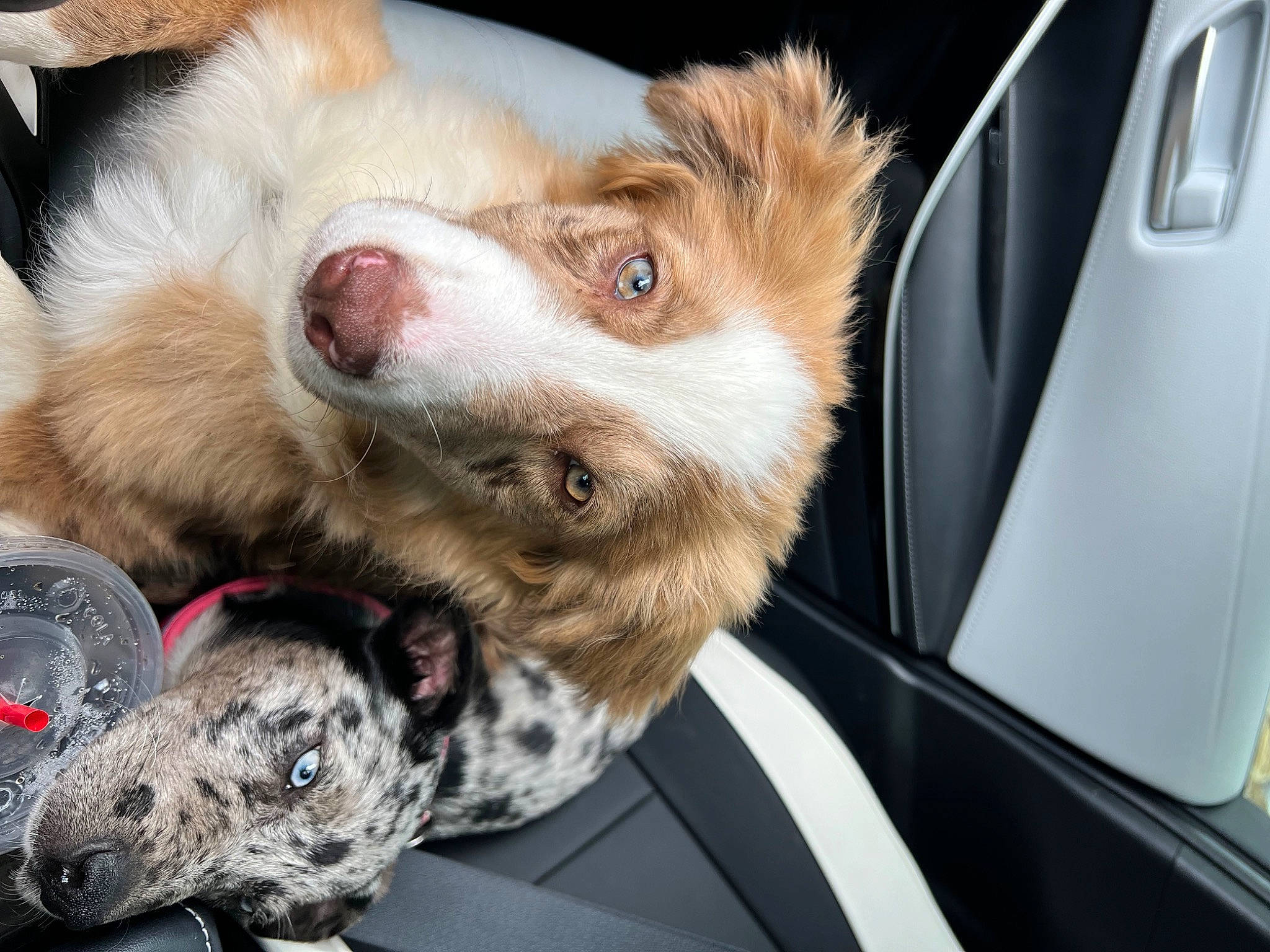Ellie joined the competition — help win amazing prizes! australian_shepherd, canidae, carnivore, companion_dog, dog, dog_breed, fang, fawn, felidae, fur, hood, paw, personal_luxury_car, small_to_medium_sized_cats, snout, sporting_group, toy_dog, vehicle_door, whiskers, windshield