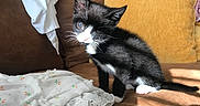 Cyrus is registered to the contest to win money with this photo: animal, black_and_white, blanket, cat, clothing, couch, cozy, cute, furniture, home, indoor, kitten, one_eye, pet, pillow, resting, small, soft, sunlight, young