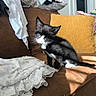 animal, black_and_white, blanket, cat, clothing, couch, cozy, cute, furniture, home, indoor, kitten, one_eye, pet, pillow, resting, small, soft, sunlight, young