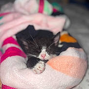 Cyrus joined the competition — help win amazing prizes! animal, black, blanket, cat, closeup, cozy, cute, furry, indoor, kitten, napping, orange, paw, pet, pink, resting, sleeping, soft, whiskers, white