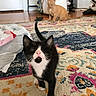 Cyrus is registered to the contest to win money with this photo: animal, black_and_white_cat, cat, cozy, curious, floor, home, household_items, indoor, kitten, laundry_basket, orange_cat, patterned_rug, pets, playful, rug, shoes, tail, whiskers, wooden_floor