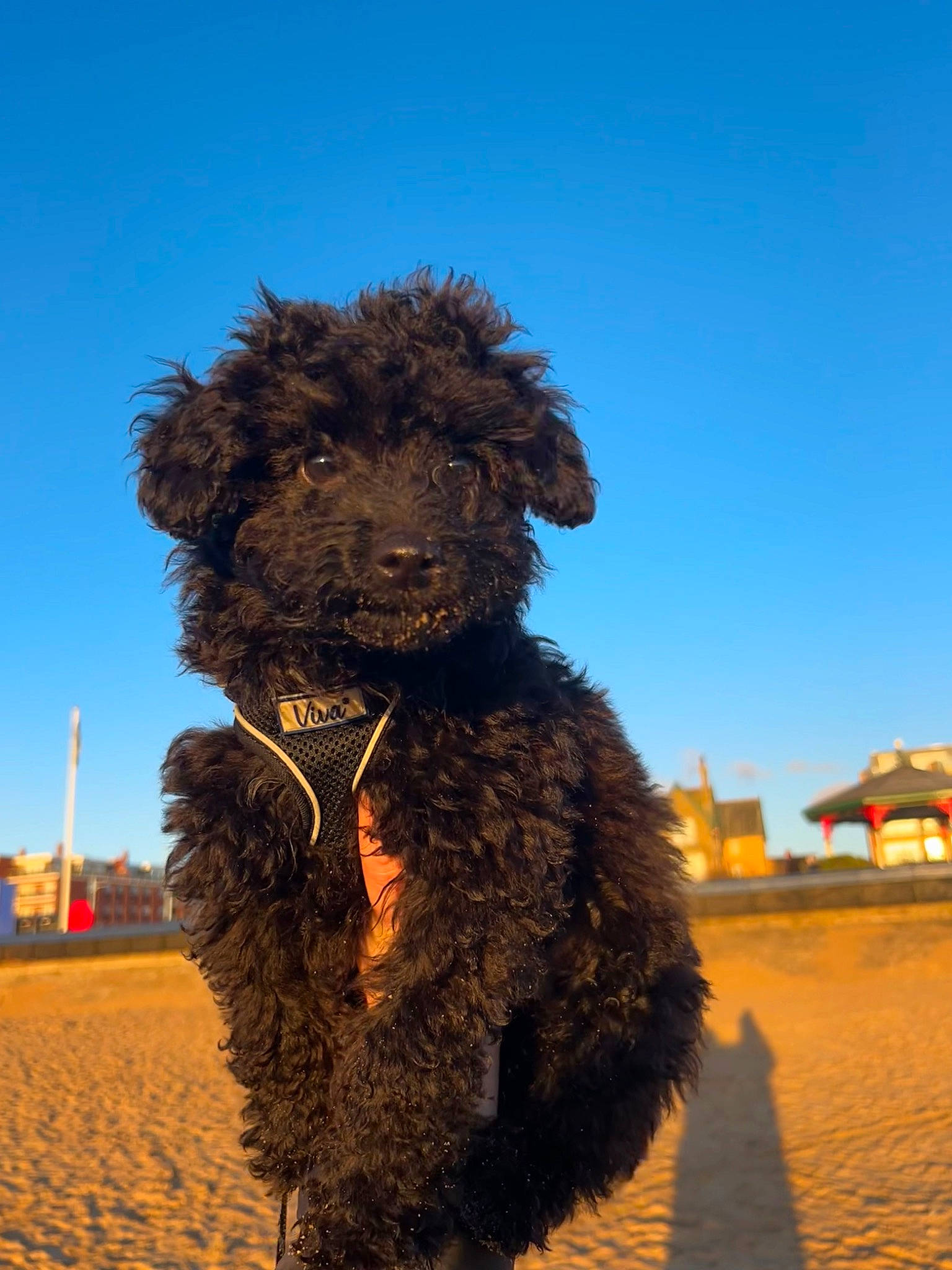 Hugo joined the competition — help win amazing prizes! canidae, carnivore, companion_dog, dog, dog_breed, fun, fur, landscape, non_sporting_group, poodle, sky, snout, sporting_group, terrestrial_animal, terrier, toy_dog, water_dog, working_animal