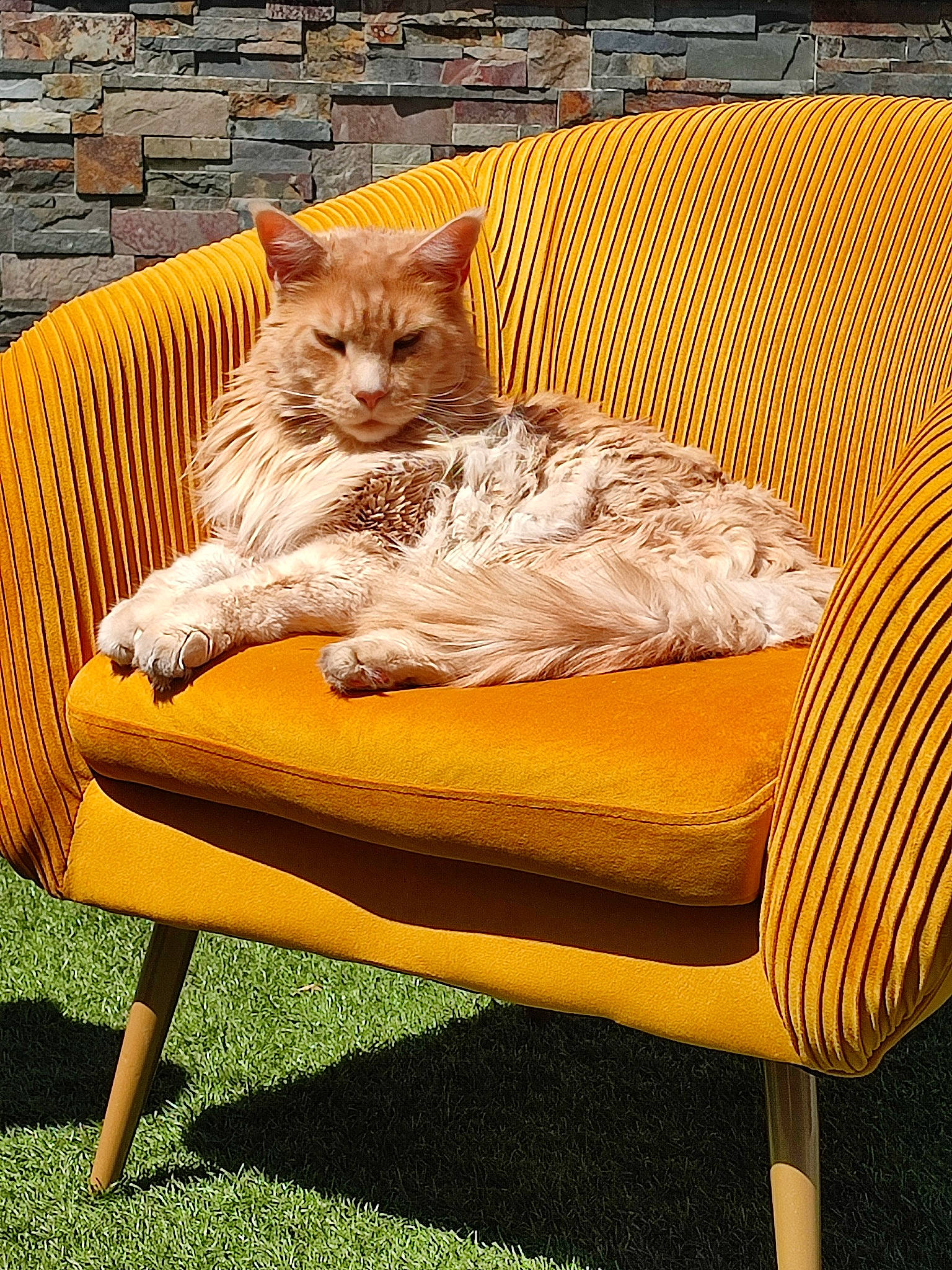 Alf participe au concours pour gagner de l'argent avec cette photo : carnivore, cat, chair, comfort, domestic_short_haired_cat, fawn, felidae, flooring, furniture, grass, hardwood, outdoor_furniture, plant, rectangle, room, small_to_medium_sized_cats, tail, whiskers, wicker, wood
