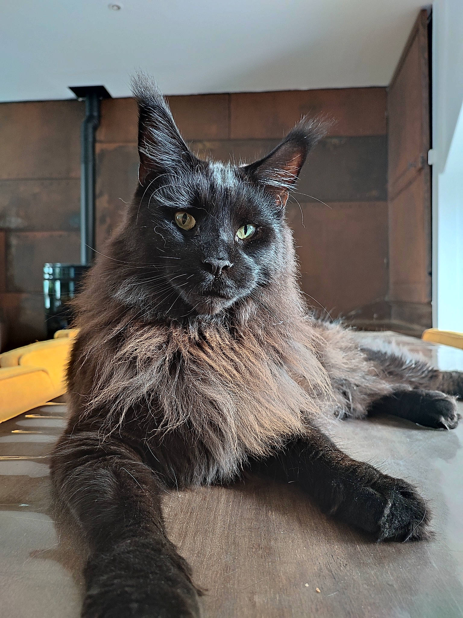 Zorro participe au concours pour gagner de l'argent avec cette photo : black_cat, canidae, carnivore, cat, claw, dog_breed, domestic_short_haired_cat, felidae, fur, grey, paw, small_to_medium_sized_cats, snout, tail, terrestrial_animal, whiskers