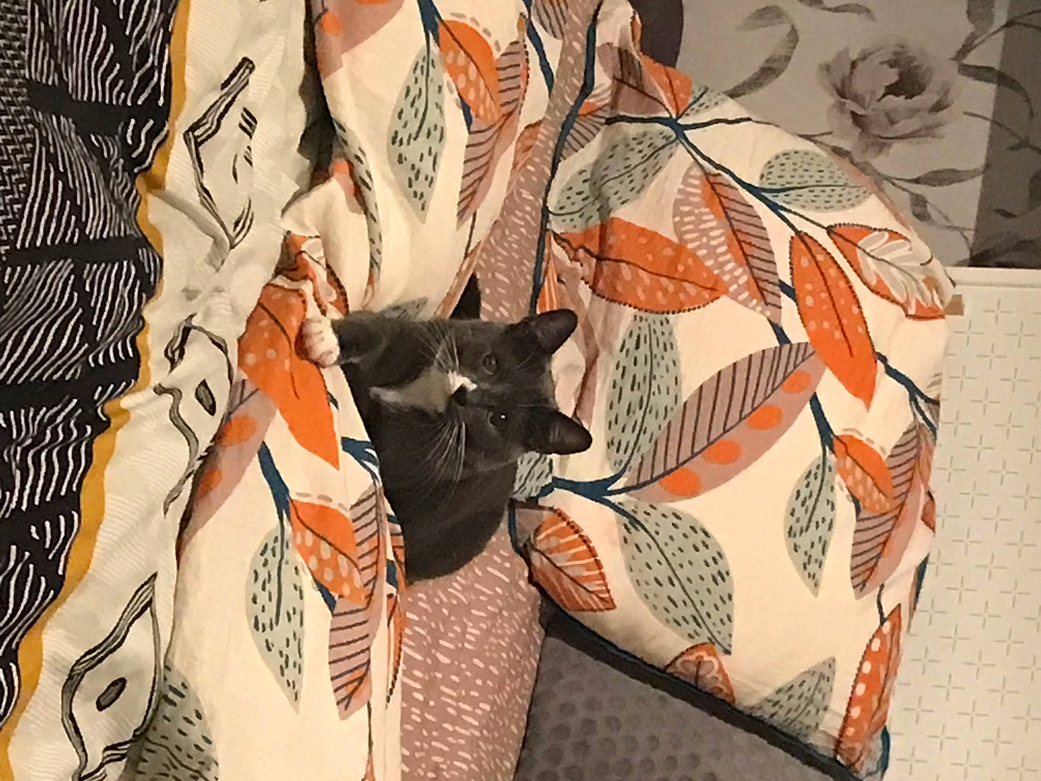 Perle a rejoint le concours — aidez-le/la à gagner de superbes lots ! art, carmine, carnivore, cat, creative_arts, dress, fashion_design, fawn, felidae, fictional_character, font, fur, linens, paper, pattern, sleeve, small_to_medium_sized_cats, tail, visual_arts, whiskers