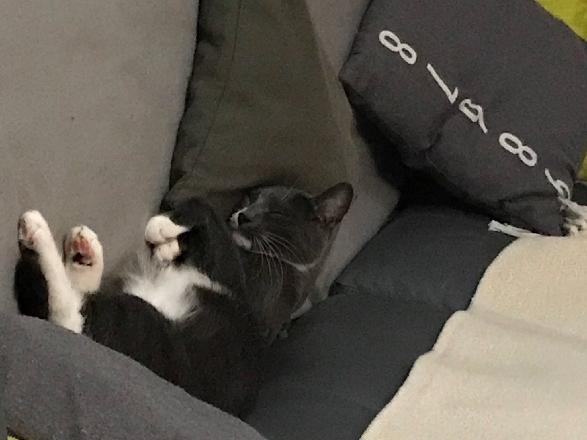 Perle a rejoint le concours — aidez-le/la à gagner de superbes lots ! carnivore, cat, comfort, couch, domestic_short_haired_cat, felidae, font, fur, grey, linens, mammal, monochrome, monochrome_photography, paw, room, small_to_medium_sized_cats, tail, textile, vertebrate, whiskers