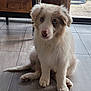 dog, puppy, australian_shepherd, blue_eyes, fluffy, fur, pet, indoor, tile_floor, sitting, portrait, looking_at_camera, nose, paws, tail, home_interior, window, cabinet, wooden_furniture, cute