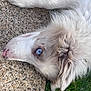Alaska a rejoint le concours — aidez-le/la à gagner de superbes lots ! dog, blue_eye, white_fur, fluffy, close_up, ear, paw, grass, pebble_surface, concrete, outdoor, portrait, lying_down, snout, nose, whiskers, texture, one_eye_visible, relaxed, australian_shepherd