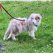 Alaska a rejoint le concours — aidez-le/la à gagner de superbes lots ! dog, puppy, australian_shepherd, leash, harness, grass, greenery, park, outdoor, pet, fur, blue_eyes, snout, nose, paw, shoe, walking, curious, side_view, fluffy