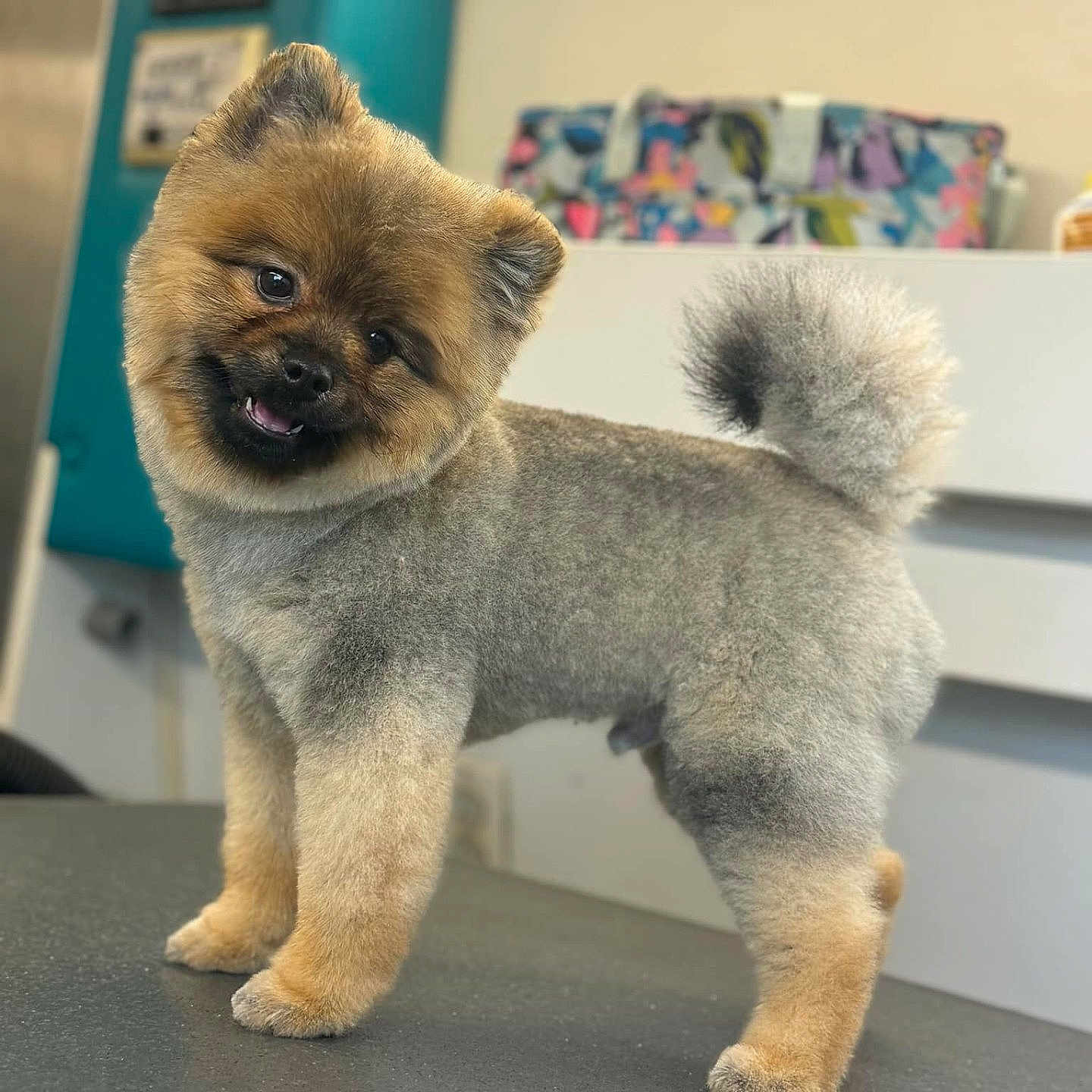 Tiny Bear joined the competition — help win amazing prizes! animal, background, colorful, companion, cute, dog, domestic, ears, face, fluffy, fur, groomed, happy, head_tilt, indoor, pet, smiling, standing, table, tail