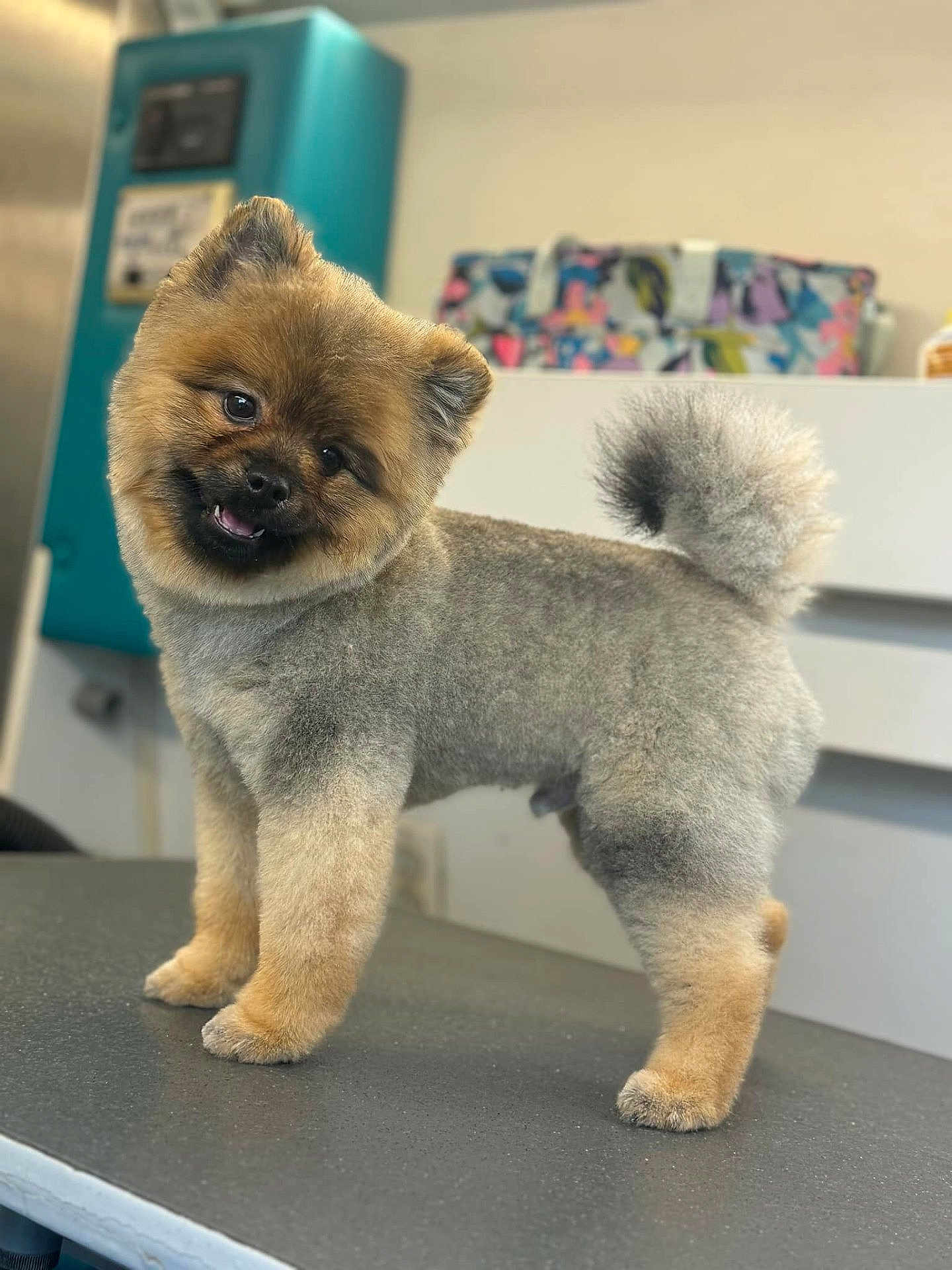 Tiny Bear joined the competition — help win amazing prizes! dog, pet, groomed, fluffy, table, indoor, cute, smiling, tail, fur, animal, face, ears, happy, standing, head_tilt, background, colorful, domestic, companion