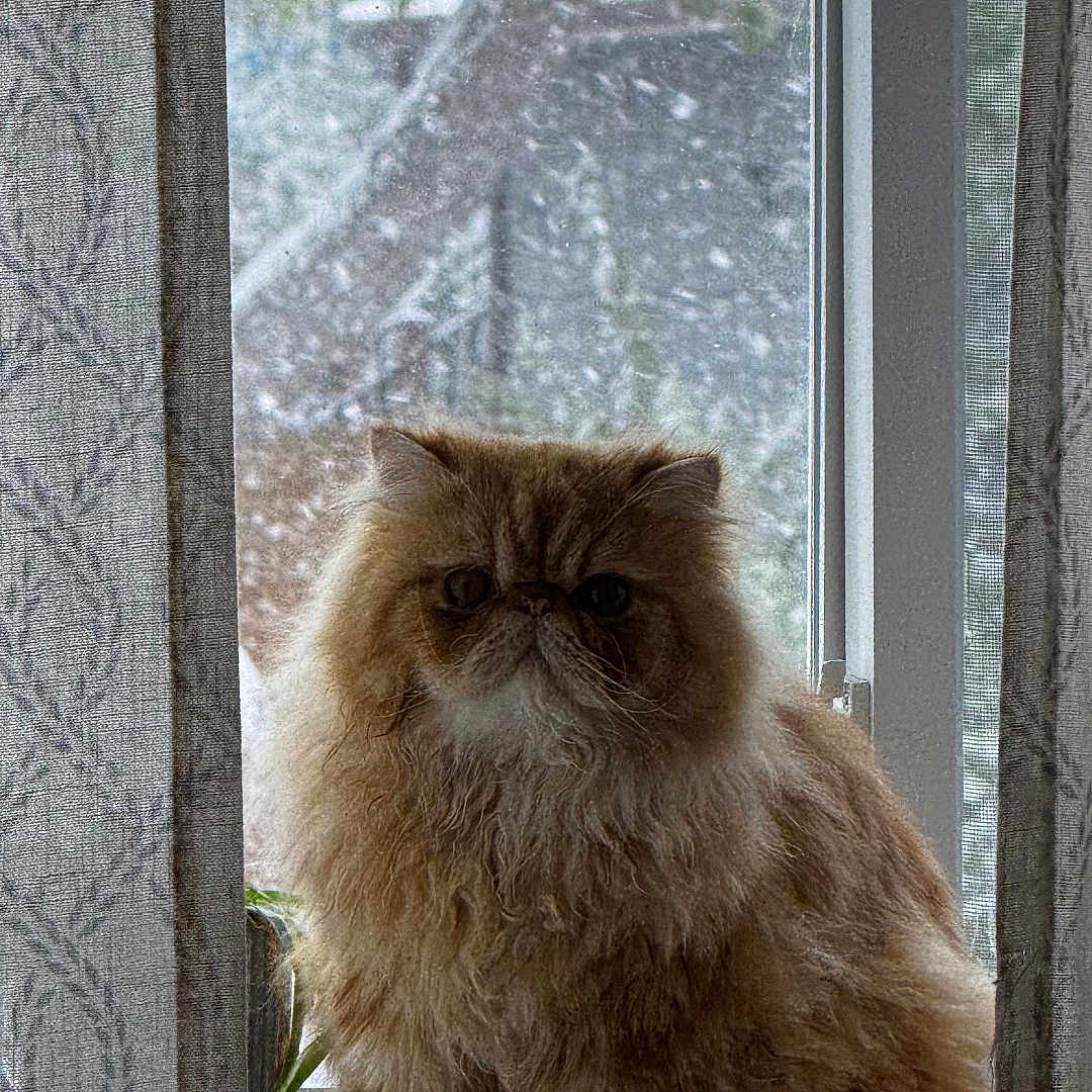 Chetto is registered to the contest to win money with this photo: cat, persian_cat, fluffy, windowsill, curtains, indoor, pet, feline, animal, houseplant, window, cozy, fur, domestic_animal, looking, sitting, portrait, home, quiet, light