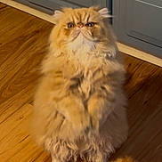 Chetto joined the competition — help win amazing prizes! cat, persian_cat, fluffy, orange_cat, indoor, wooden_floor, pet, feline, curious, sitting, long_hair, domestic_animal, cabinet, home, cute, animal, fur, whiskers, eyes, portrait