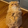 cat, persian_cat, fluffy, orange_cat, indoor, wooden_floor, pet, feline, curious, sitting, long_hair, domestic_animal, cabinet, home, cute, animal, fur, whiskers, eyes, portrait
